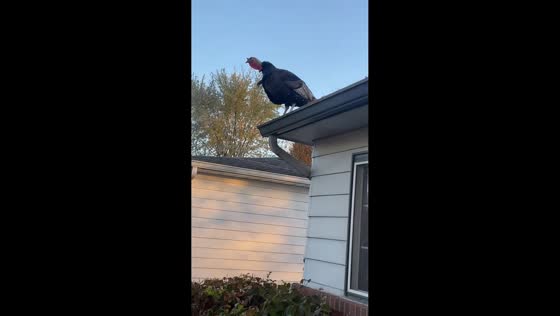 Turkey perches on rooftop in Indianapolis, Indiana, USA