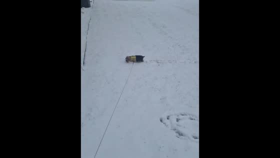 Dog enjoys playful snow day in Dayton, Virginia, USA