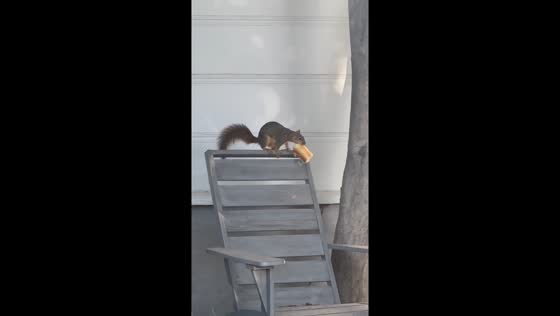 Squirrel steals sandwich from food delivery bag in Los Angeles, California, USA