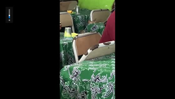 Cat sneaks into classroom in Samarinda, Indonesia