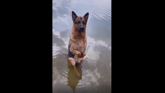 Doggie oasis: Beha finds refreshing relief from the heat by the shore