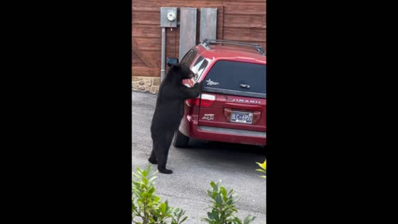 Bear attempts to open car trunk in Gatlinburg, USA