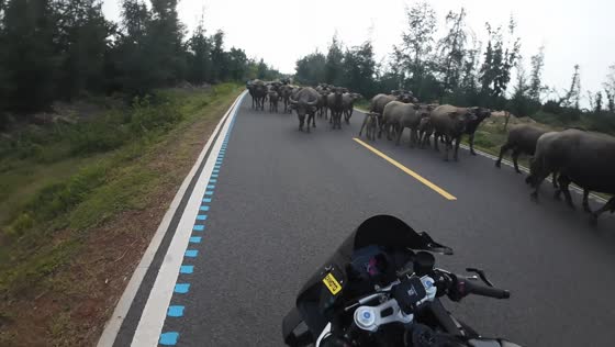 Water buffaloes block road and chase motorcyclist in Hainan, China