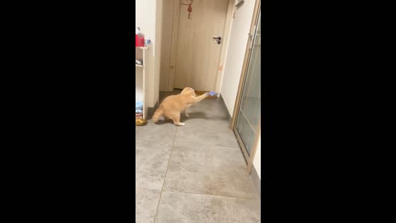 Cat swats buzzing drone into a wall during a funny encounter in Hunan, China