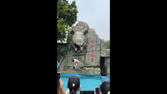Pigs dive from pig-head statue into pool in Guangdong, China