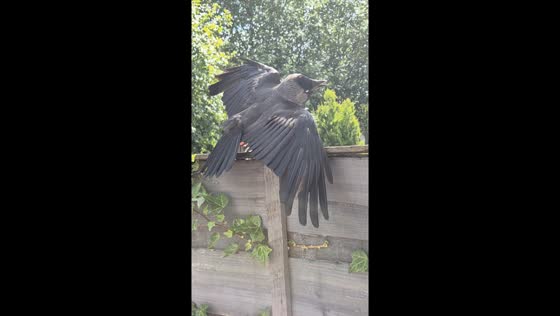 Arnie the jackdaw sunbathes on a glorious day in Greater Manchester