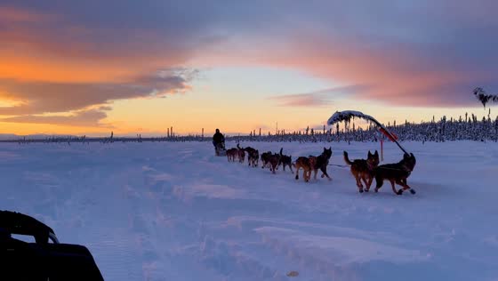 Valentine’s Day camping date with snowy dog sled adventure in Willow, Alaska, USA