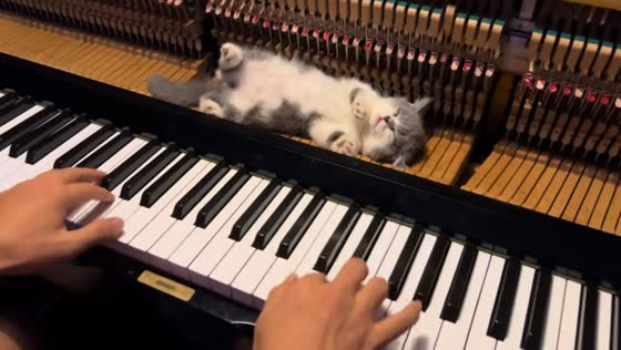 Kitten naps on piano during cheerful tune in Liaoning, China