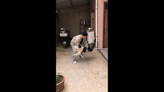 Border Collie gets dizzy after playful spin in Shaanxi, China