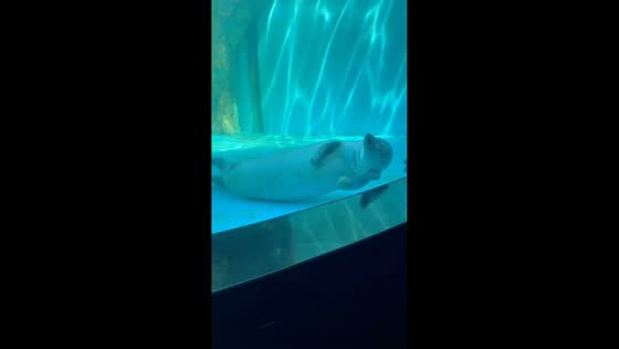 Seal adorably scratches head and rests briefly in aquarium in Beijing, China
