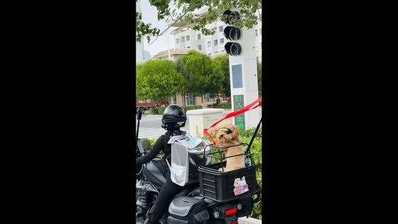 Poodle-mix rides in style with motorcyclist in Tibet, China
