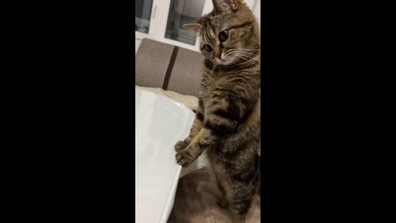 Cat stands on hind legs eyeing cake in Pyatigorsk, Russia