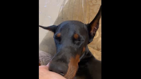 Dog startled by owner's laugh while getting a scalp massage in Kazan