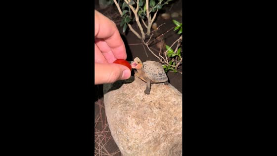 Turtle reaches for cherry tomato and tumbles off rock in Zhejiang, China
