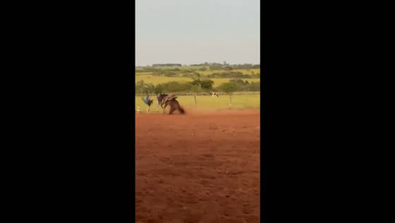 Young rider falls during barrel racing practice in Promissão, Brazil