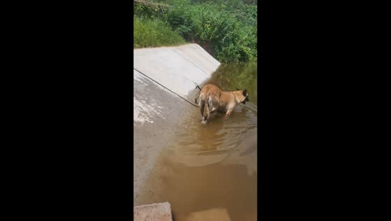 Mother dog leaves puppy to swim back on its own in Hunan, China
