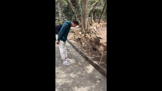 Tourist exchanges bows with deer at Nara Park, Japan