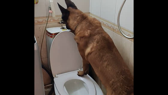 Dog uses the toilet and flushes it in Heilongjiang