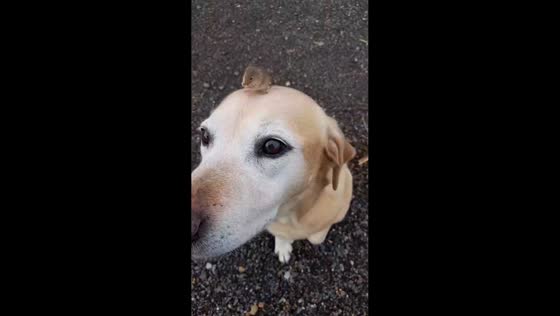  Pet dog and mouse share playful moment in Norfolk, England