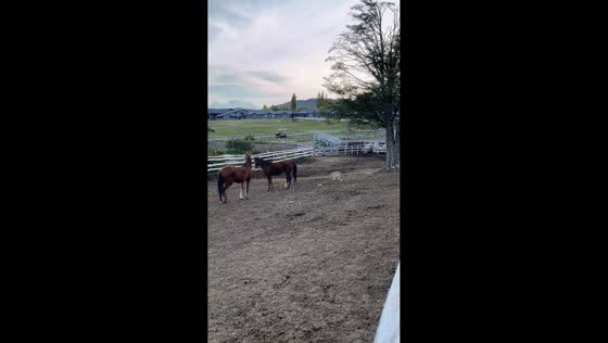 Horses and young puma interact peacefully in Última Esperanza, Chile