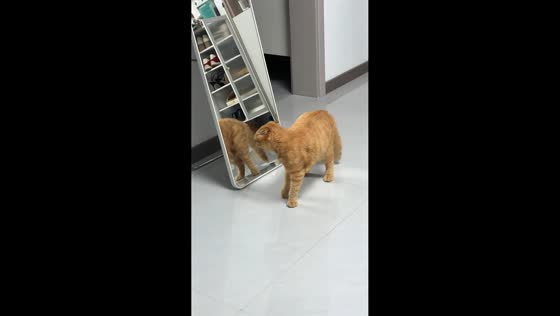 Mischievous cat cracks mirror while investigating its reflection in Jiangsu, China