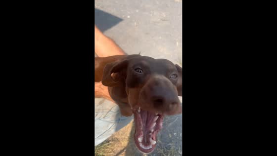 Dachshund reacts hilariously to air compressor in Moorcroft, Wyoming, USA