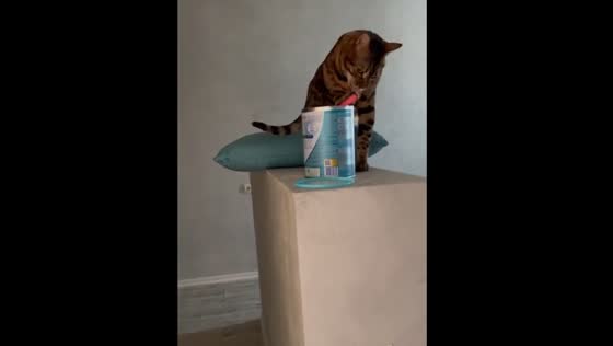 A mischievous Bengal cat eating formula milk