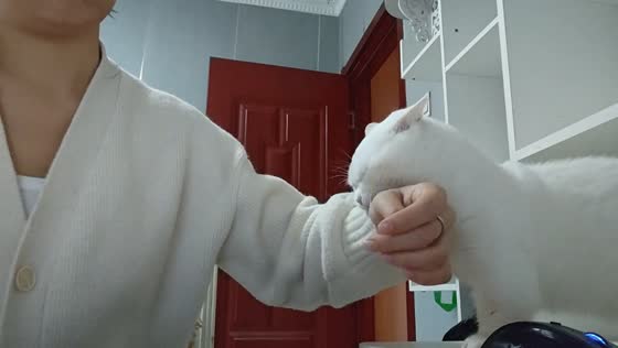 Mischievous white cat playfully bites owner’s hand in Hebei, China