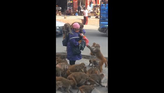 Monkey feeding frenzy: woman distributes food amid playful primate gathering