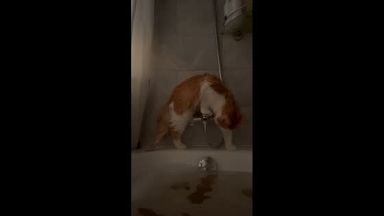 Curious cat repeatedly falls into bathtub in St. Petersburg, Russia