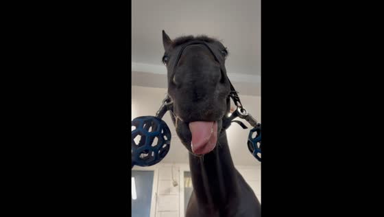 Saint-André-de-l'Épine horse plays with tongue in cute video