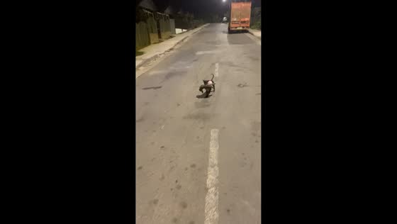 Dogs play tug of war over rabbit in Litueche, Chile