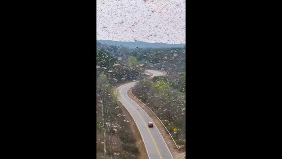 Locust invasion captured in Sierras Chicas, Córdoba Province, Argentina