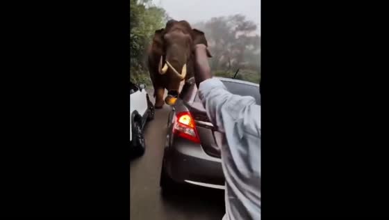 Elephant causes panic on Munnar road