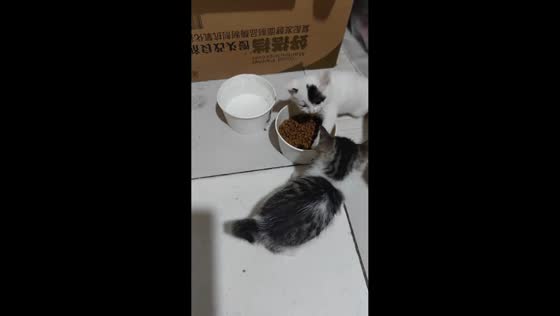 Kittens fight over food in Shaanxi, China
