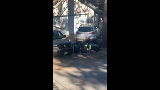 Bear rummages through trash in South Lake Tahoe, California
