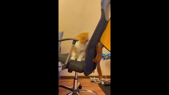 Chair chase: cat and squirrel play hide and seek in Kyiv, Ukraine