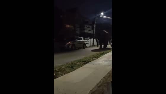 Elephant spotted walking on street in Caloto, Cauca, Colombia