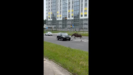 Moose run wild in Minsk, Belarus