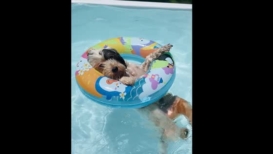 Dog enjoys relaxing in pool float in Pilar Partido, Argentina