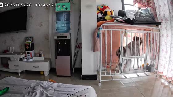 Dog breaks cage bar and escapes in Sichuan, China