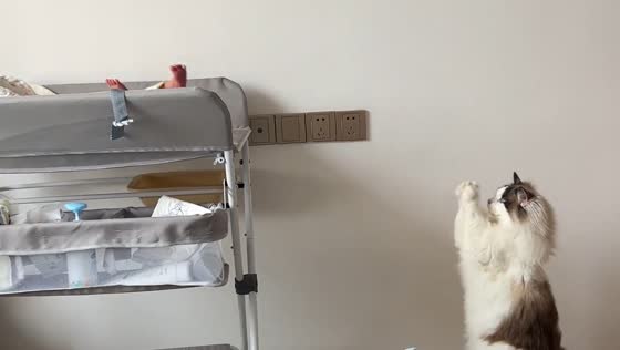 Cat reacts to crying baby in video shared from Hubei, China
