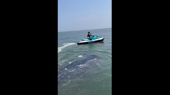 Surprise encounter: whale spotted in Jakarta Sea