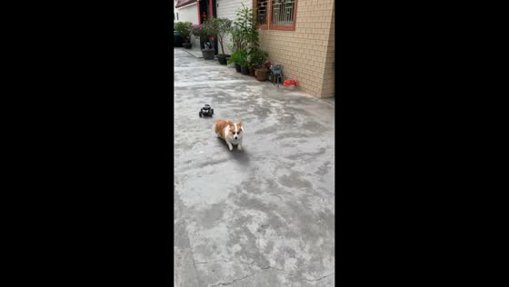 Pet dog chased by remote control car in Guangzhou, China