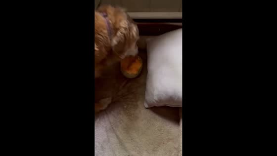 Dog keeps eating cantaloupe after being caught in Henrico, USA