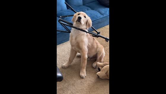 Curious dog gets stuck in a tripod in Bogotá, Colombia