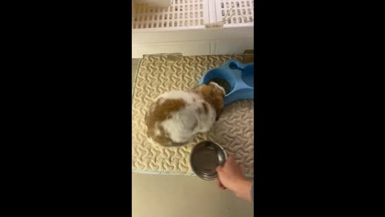 Hungry Holland Lop rabbit keeps tossing its food bowl in Shanxi, China
