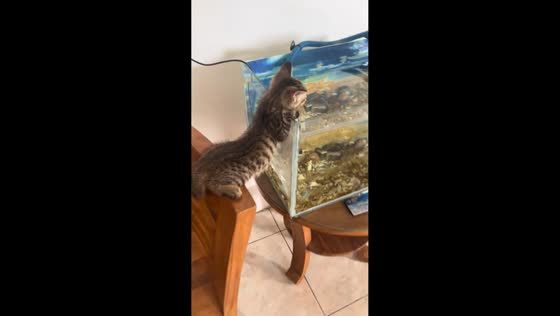 Kitten intently watches fish in aquarium in Spartanburg, South Carolina, USA