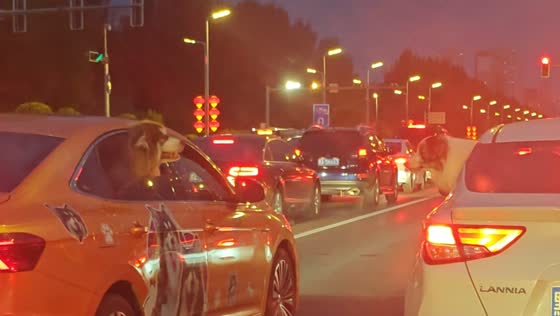 Dogs quarrel from car windows during traffic in Heilongjiang, China
