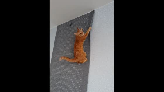 The playful cat who can't stop playing on his hanging rug